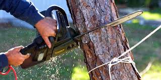 Whitesboro, NJ Tree Care Company