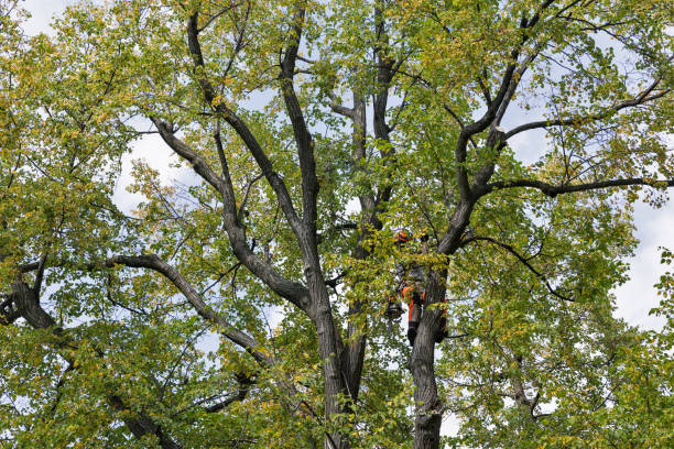 Mulching Services in Whitesboro, NJ